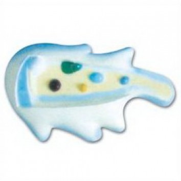 MODEL OF AMOEBA